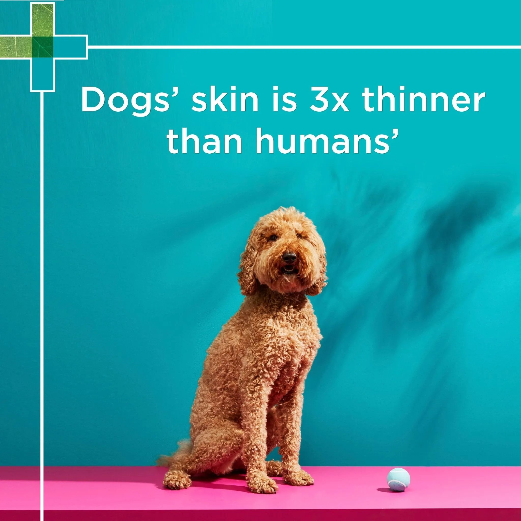PAW Coat, Skin & Nails Multivitamin Chews 300g