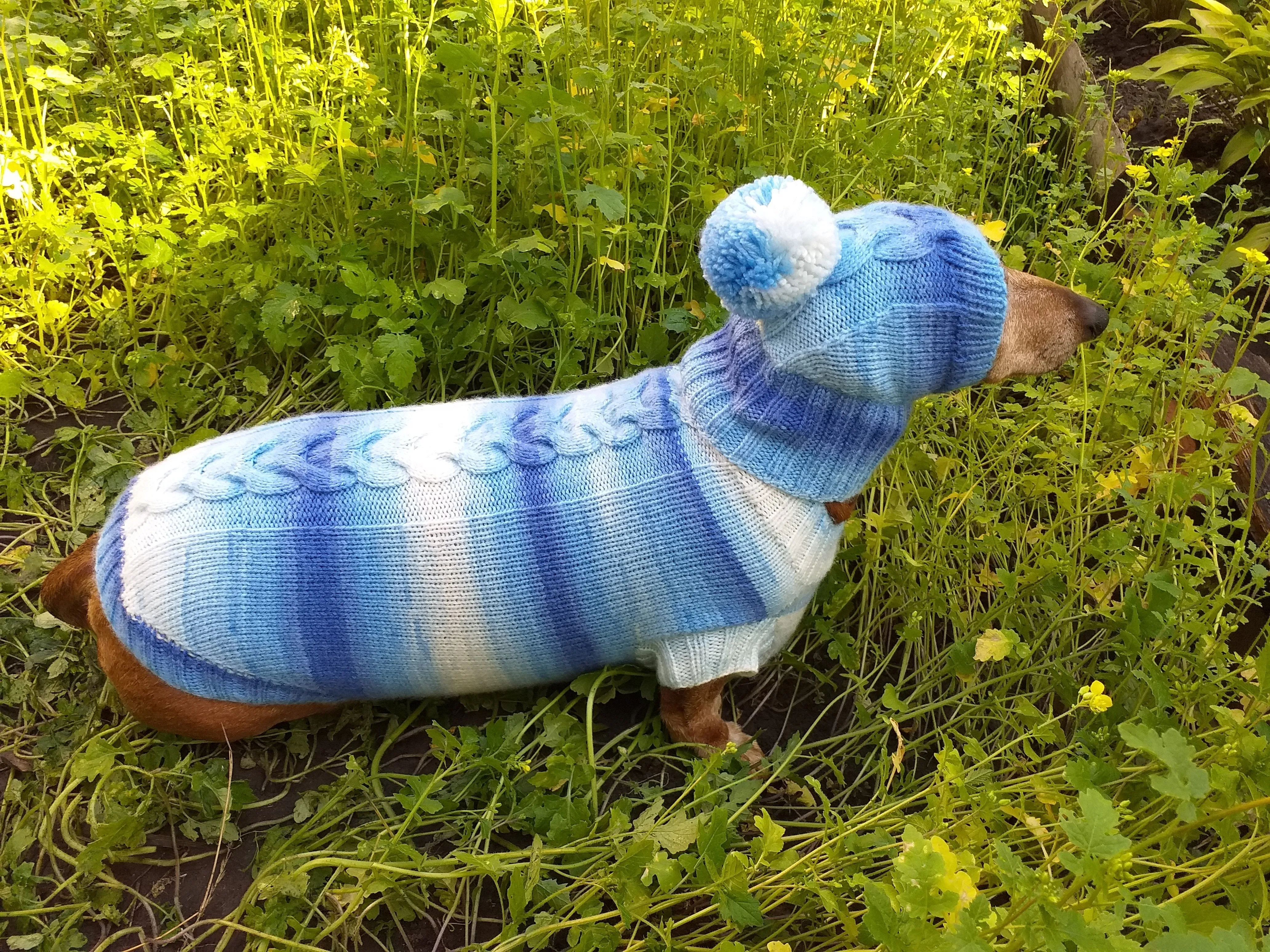Winter set sweater and hat for dogs dachshund