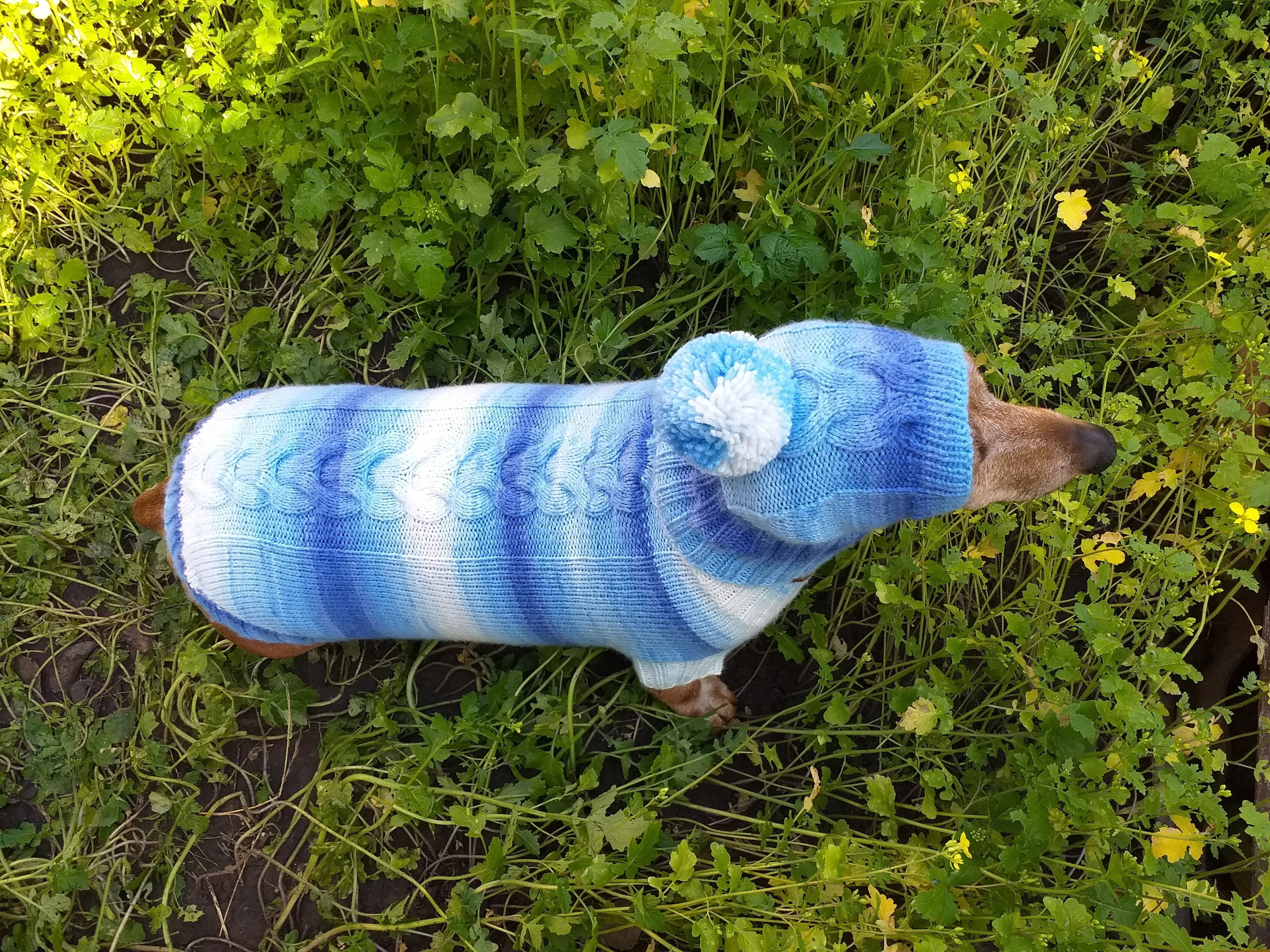Winter set sweater and hat for dogs dachshund