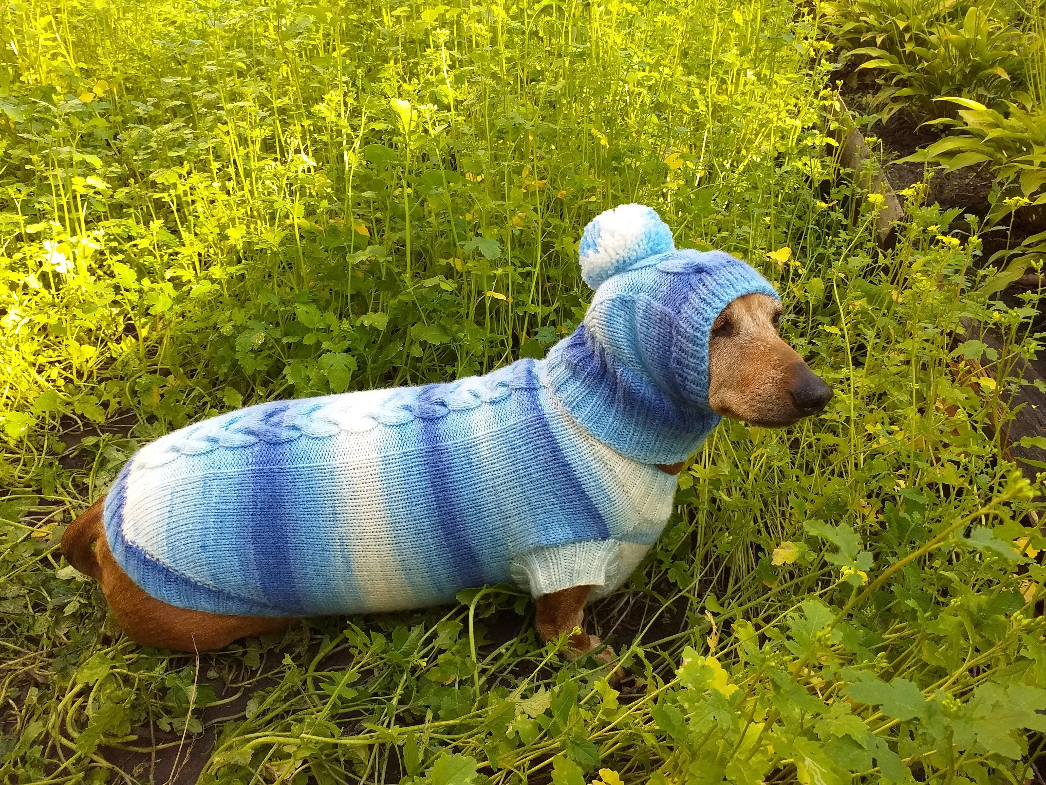 Winter set sweater and hat for dogs dachshund
