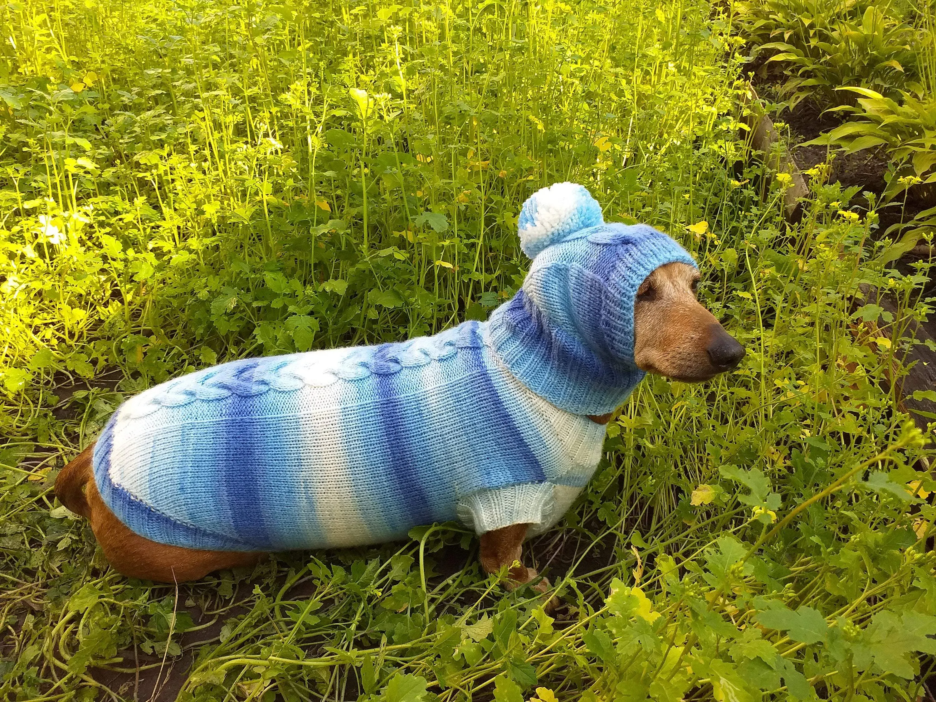 Winter set sweater and hat for dogs dachshund