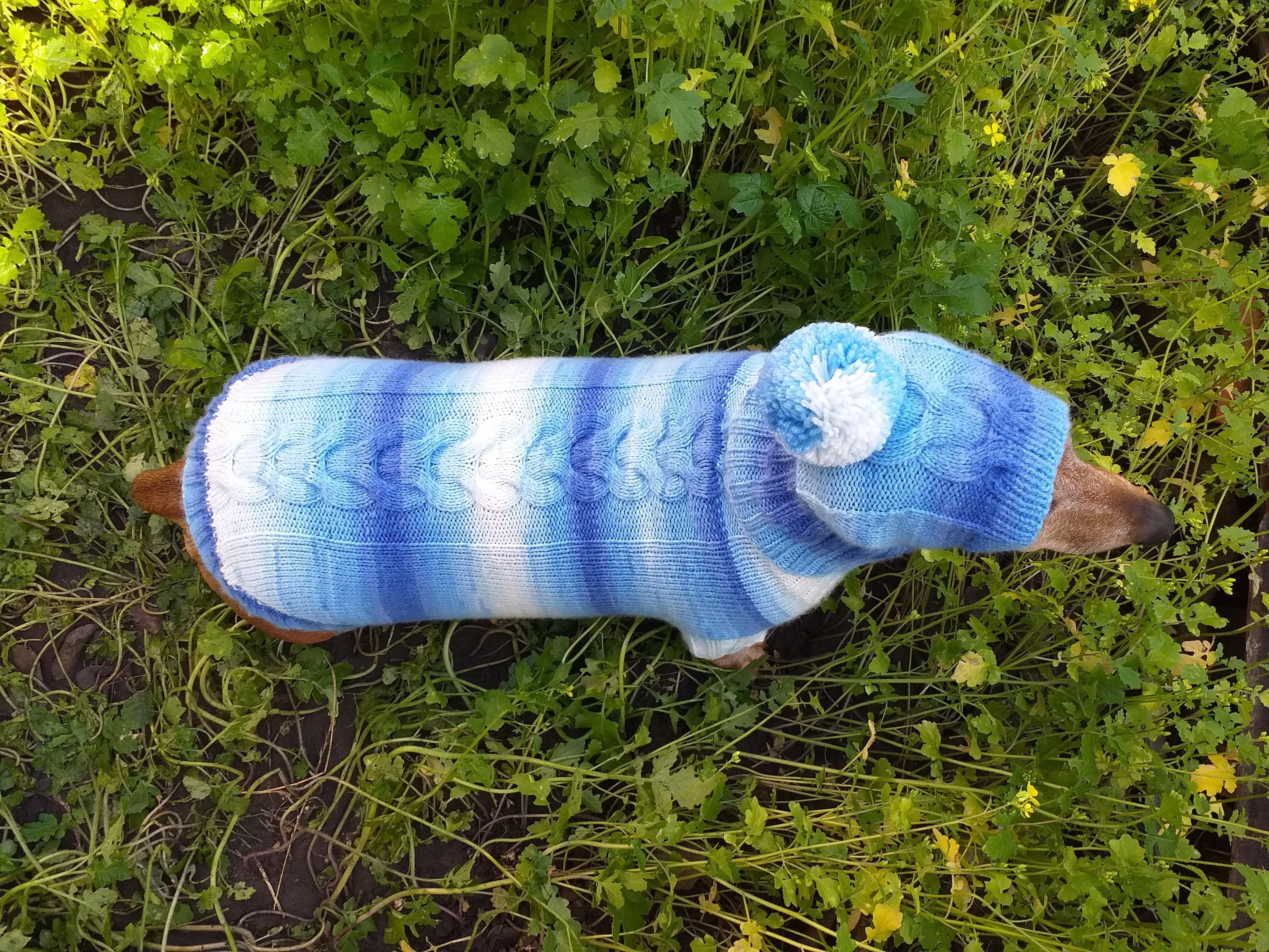 Winter set sweater and hat for dogs dachshund
