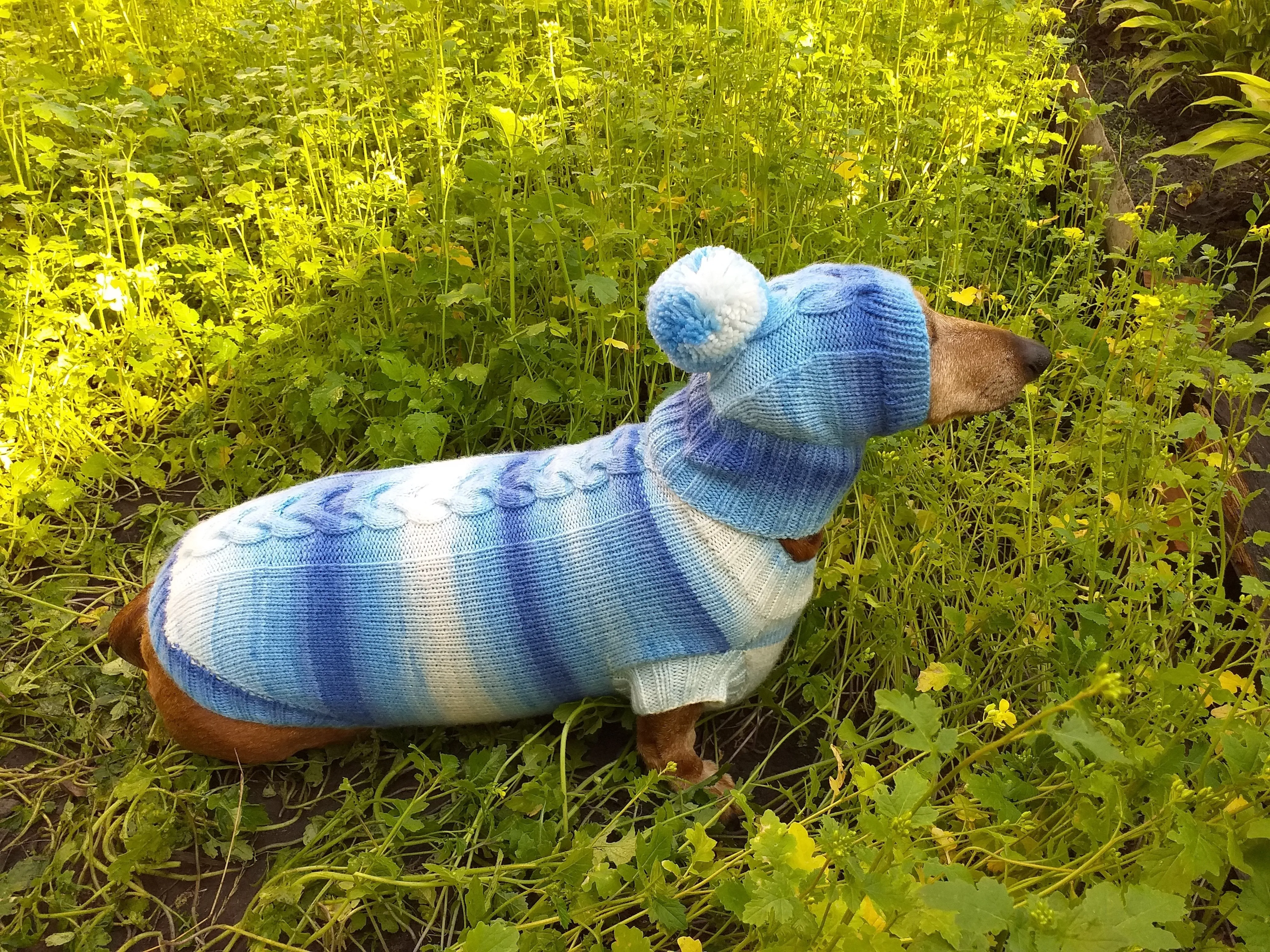 Winter set sweater and hat for dogs dachshund