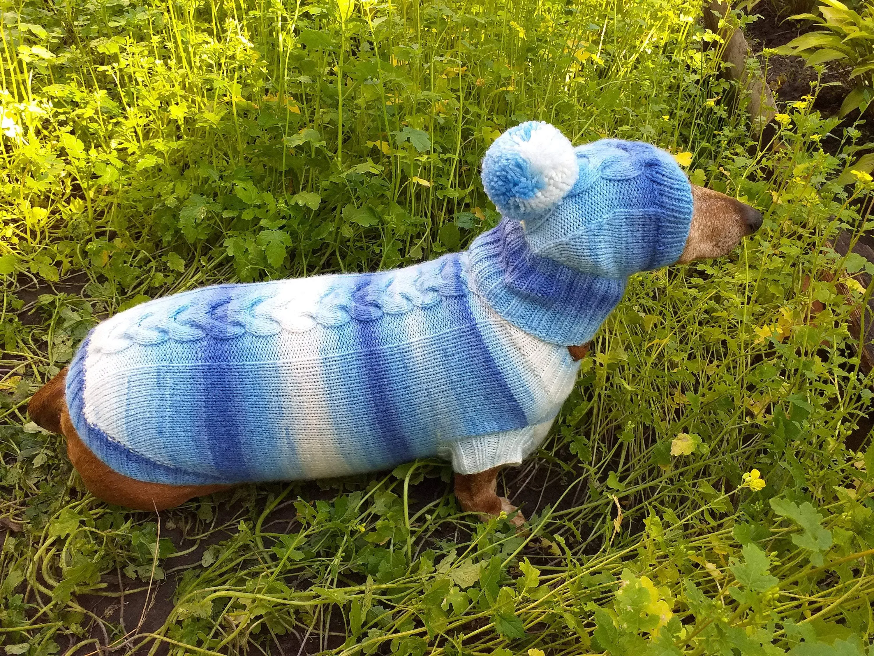 Winter set sweater and hat for dogs dachshund